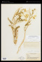Astragalus lentiginosus var. fremontii (A.Gray ex Torr.) S.Watson