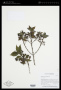 Hedyotis macrostegia Stapf