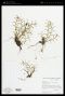 Jacquiniella globosa (Jacq.) Schltr.
