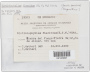 Distichophyllum flaccidum (Hook.f. & Wilson) Mitt.