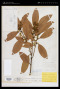 Cryptocarya aschersoniana Mez
