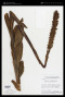 Skeptrostachys gigantea (Cogn.) Garay