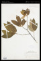 Viburnum nitidum Aiton