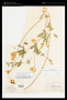 Lathyrus pauciflorus Fernald var. pauciflorus