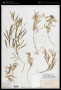 Lathyrus lanszwertii var. aridus (Piper) Jeps.