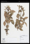 Spiranthera odoratissima A.St.-Hil.