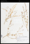 Camissonia boothii (Douglas ex Lehm.) P.H.Raven