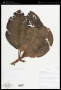 Blakea subvaginata Wurdack