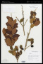 Eugenia pluriflora DC.