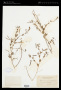Lotus purshianus Clem. & E.G.Clem.