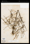 Lotus scoparius (Torr. & A.Gray) Ottley