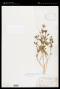 Psoralidium lanceolatum (Pursh) Rydb.