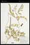 Astragalus canadensis L. var. canadensis