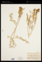 Astragalus canadensis var. brevidens (Gand.) Barneby