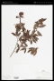Chrysophyllum marginatum (Hook. & Arn.) Radlk.