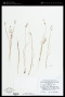 Juncus gerardii Loisel.