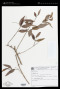 Myrcia rostrata DC.
