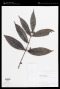 Eugenia egensis DC.