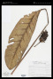 Calathea zebrina (Sims) Lindl.