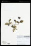 Rubiaceae