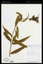 Bomarea formosissima (Ruiz & Pav.) Herb.