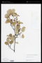 Amelanchier alnifolia (Nutt.) Nutt. var. alnifolia