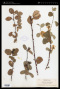 Amelanchier alnifolia (Nutt.) Nutt. var. alnifolia