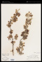 Amelanchier alnifolia (Nutt.) Nutt. var. alnifolia
