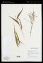 Poaceae