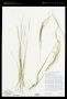 Panicum flexile (Gatt.) Scribn.