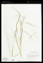 Panicum flexile (Gatt.) Scribn.