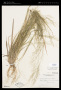 Panicum flexile (Gatt.) Scribn.