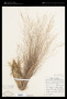 Panicum flexile (Gatt.) Scribn.