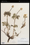 Anemone occidentalis S.Watson