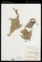 Kalidium foliatum (Pall.) Moq.
