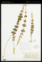 Polygala bermudensis S.F.Blake