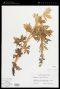 Delphinium barbeyi (Huth) Huth