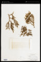 Phoradendron juniperinum Engelm. ex A.Gray