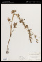 Ranunculus pennsylvanicus L.f.