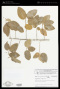 Astrocasia jacobinensis (Müll.Arg.) G.L.Webster