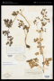 Thalictrum occidentale A.Gray