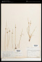 Cyperus laevigatus L.