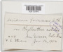 Aecidium favaceum Arthur