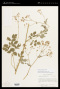 Thalictrum pubescens Pursh