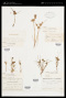 Cyperus aristatus Rottb.