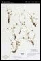 Cyperus squarrosus L.