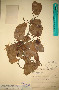 Herbarium sheet of Lecythis lurida at INPA. Photo by S. A. Mori.