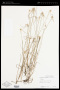 Rhynchospora colorata (L.) H.Pfeiff.