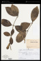 Rubiaceae