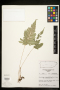 Polystichopsis chaerophylloides (Poir.) C.V.Morton